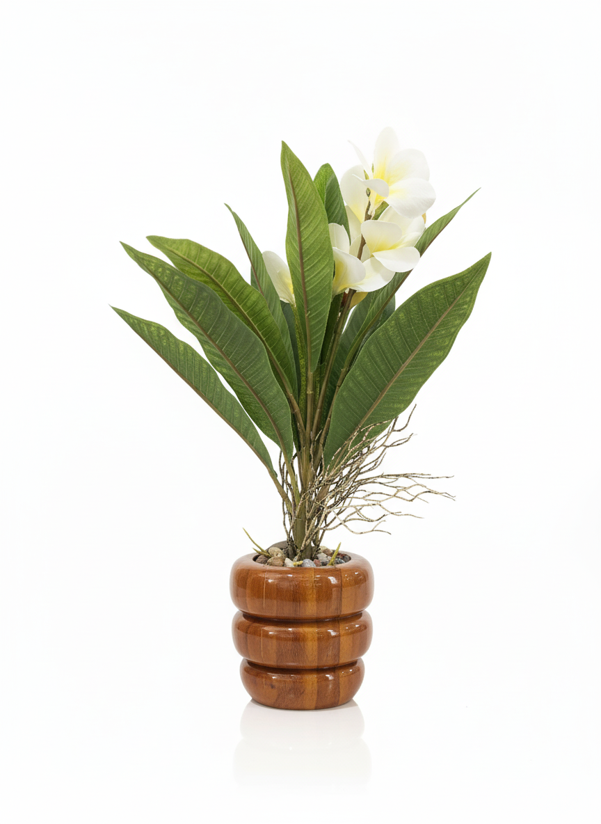 PLUMERIA FLOWER IN WOODEN PORT